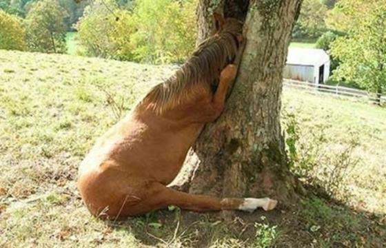 Best Funny Pictures Best Funny Pictures Ever. Best Funny Pictures