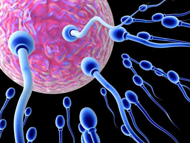 Antioxidants Boost Sperm Quality in Male