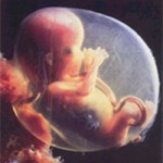 Information About Fetal Development Month by Month