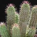 Hoodia Is Good For Weight Loss