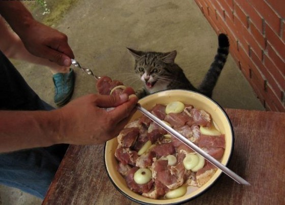 Amazing Photo of A Hungry Cat