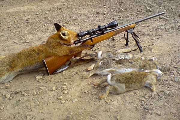 Funny Dog Sniper Picture