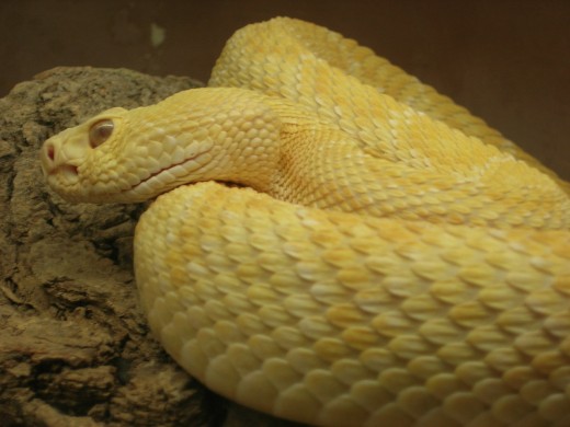 Awesome Yellow Snake