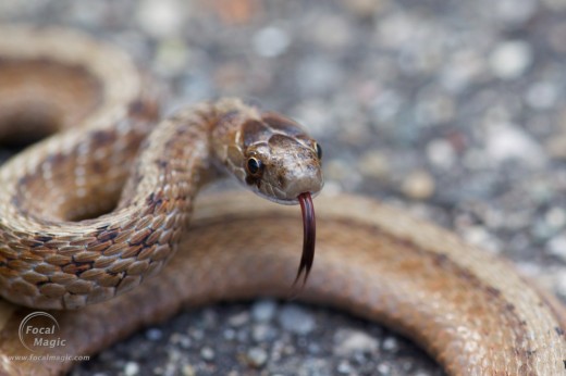 Indiana Brown Snake