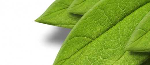 Realitic 3D Leaf in Photoshop