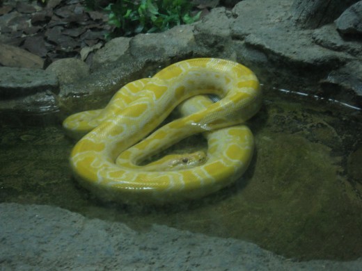 Yellow Snake