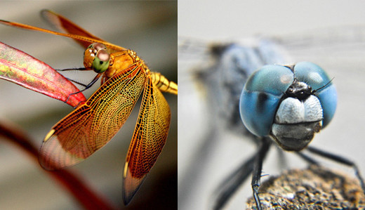 Macro Photography Tips